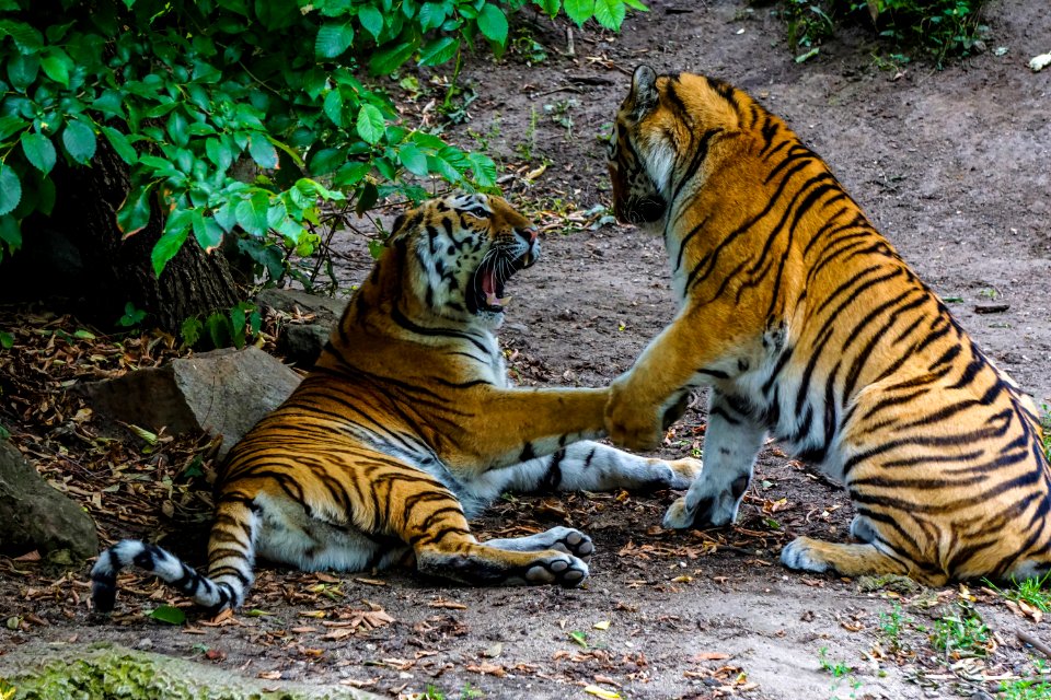 Tiger, Wildlife, Mammal, Wilderness