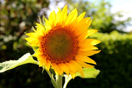 Flower, Sunflower, Yellow, Sunflower Seed