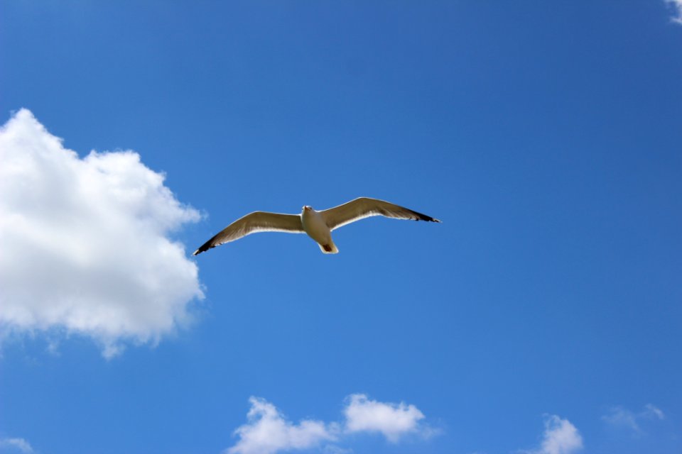 Sky, Bird, Beak, Daytime