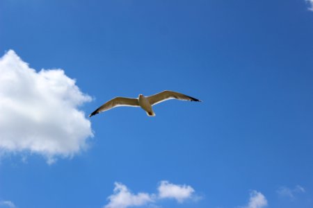 Sky, Bird, Beak, Daytime