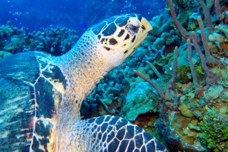Sea Turtle, Ecosystem, Turtle, Coral Reef