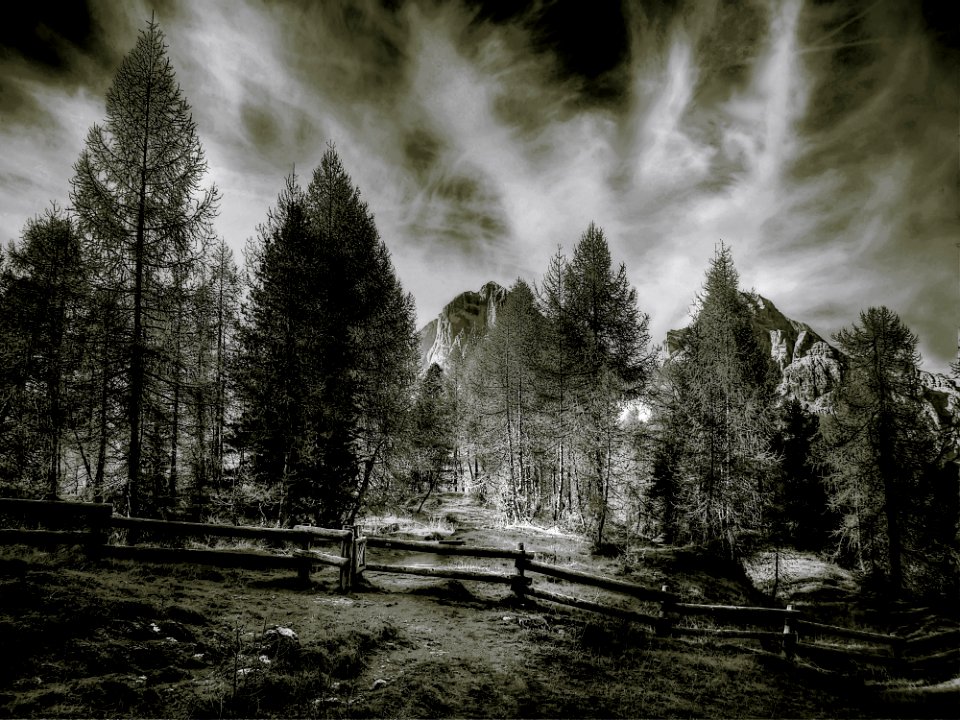 Nature, Tree, Black And White, Sky