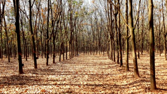 Woodland, Ecosystem, Tree, Grove