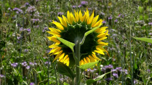 Flower, Plant, Wildflower, Flora