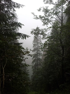 Trees nature misty