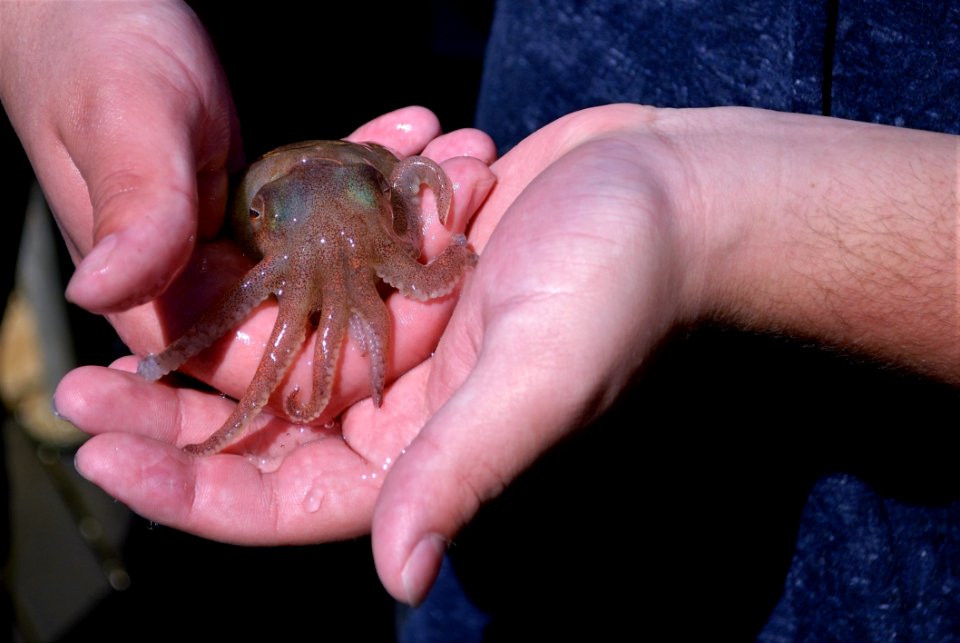 Finger, Hand, Decapoda, Organism