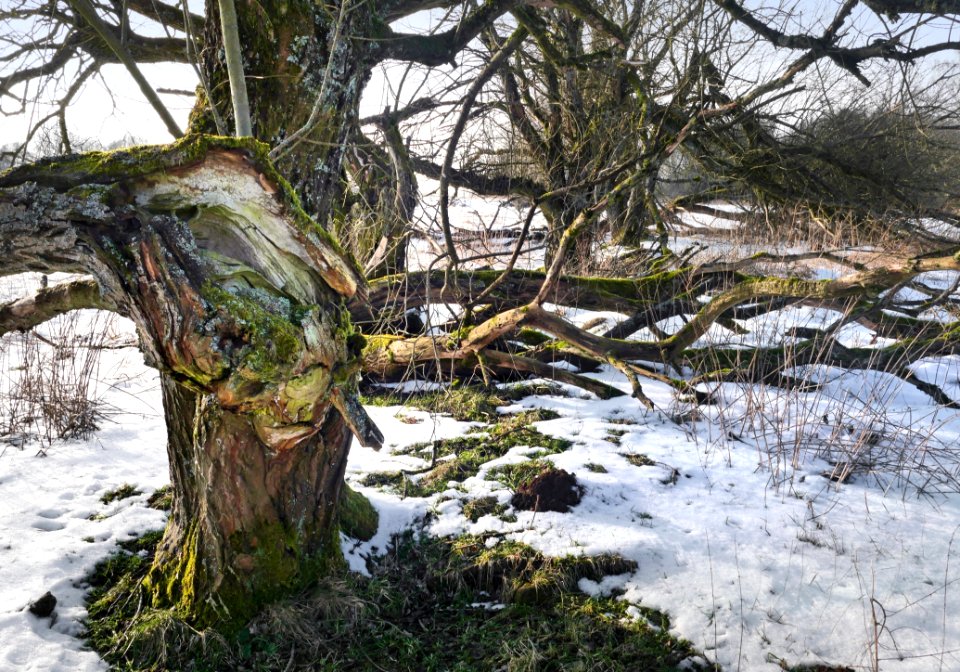 Snow, Tree, Winter, Water