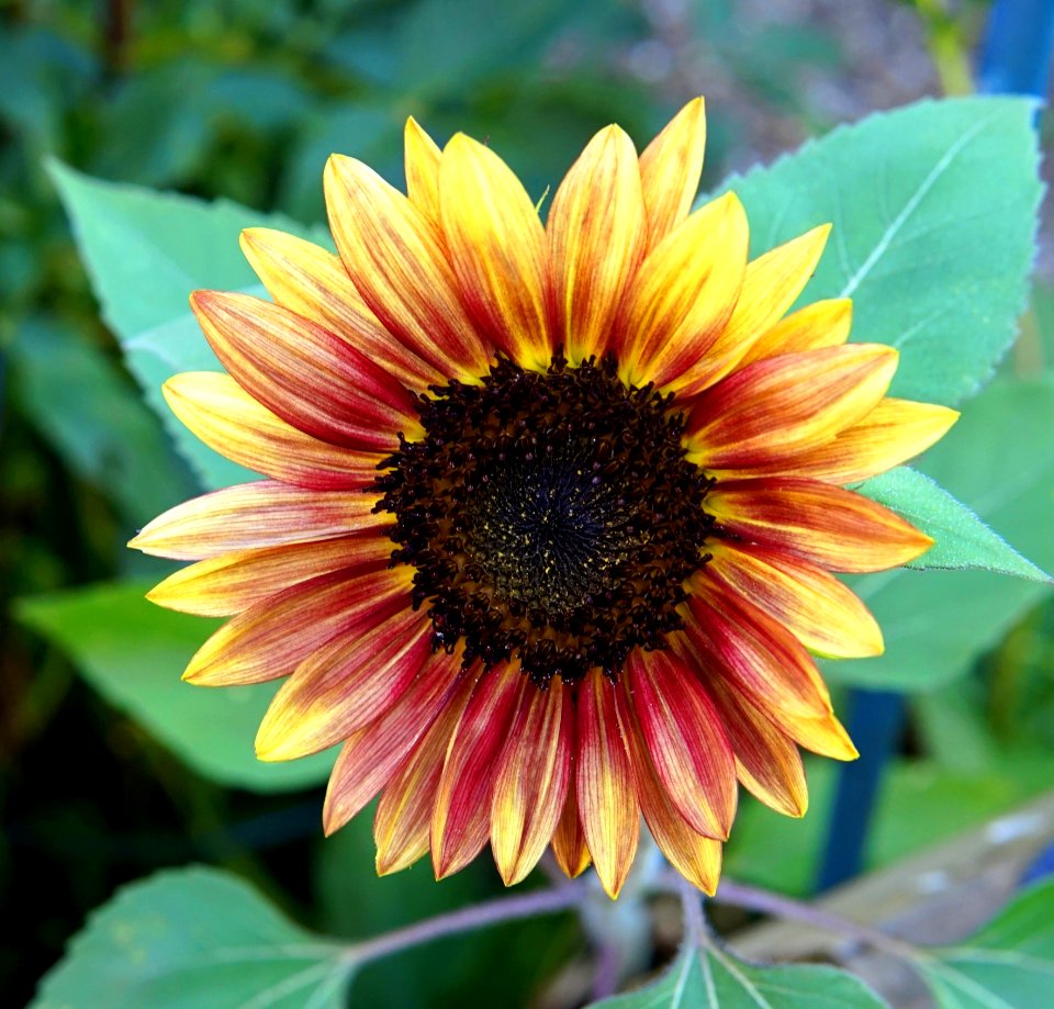 Flower, Sunflower, Plant, Sunflower Seed