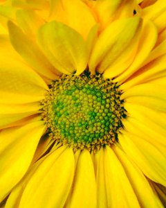 Flower, Yellow, Sunflower, Close Up