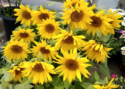 Flower, Sunflower, Yellow, Plant
