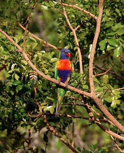 Bird australian wild photo