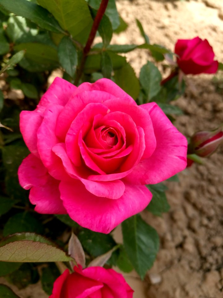 Rose, Flower, Rose Family, Pink