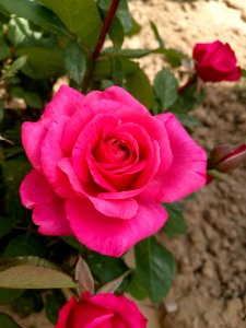 Rose, Flower, Rose Family, Pink