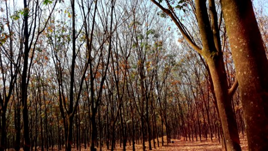 Tree, Ecosystem, Woodland, Grove