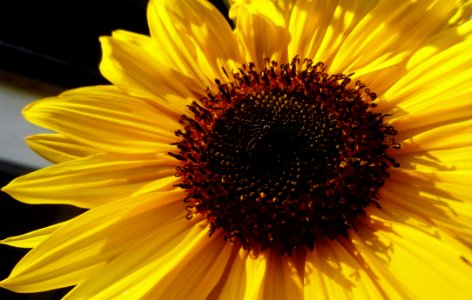 Flower, Sunflower, Yellow, Sunflower Seed