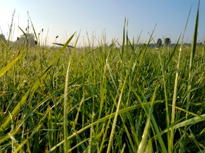 Grass, Ecosystem, Crop, Field