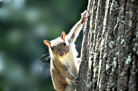 Squirrel, Fauna, Mammal, Wildlife photo