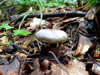 Mushroom, Fungus, Penny Bun, Edible Mushroom