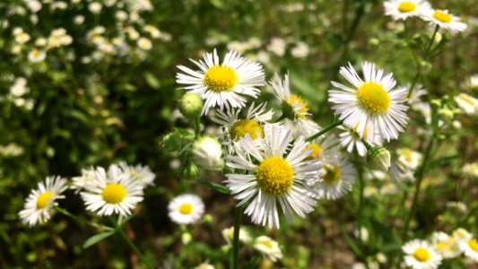 Flower, Flora, Plant, Chamaemelum Nobile
