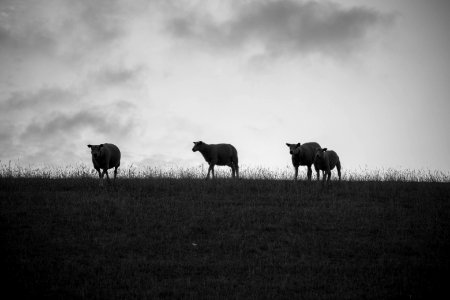 Black And White, Sky, Grassland, Monochrome Photography photo