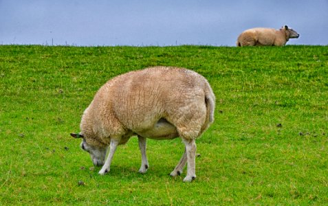 Grassland, Pasture, Grazing, Sheep photo