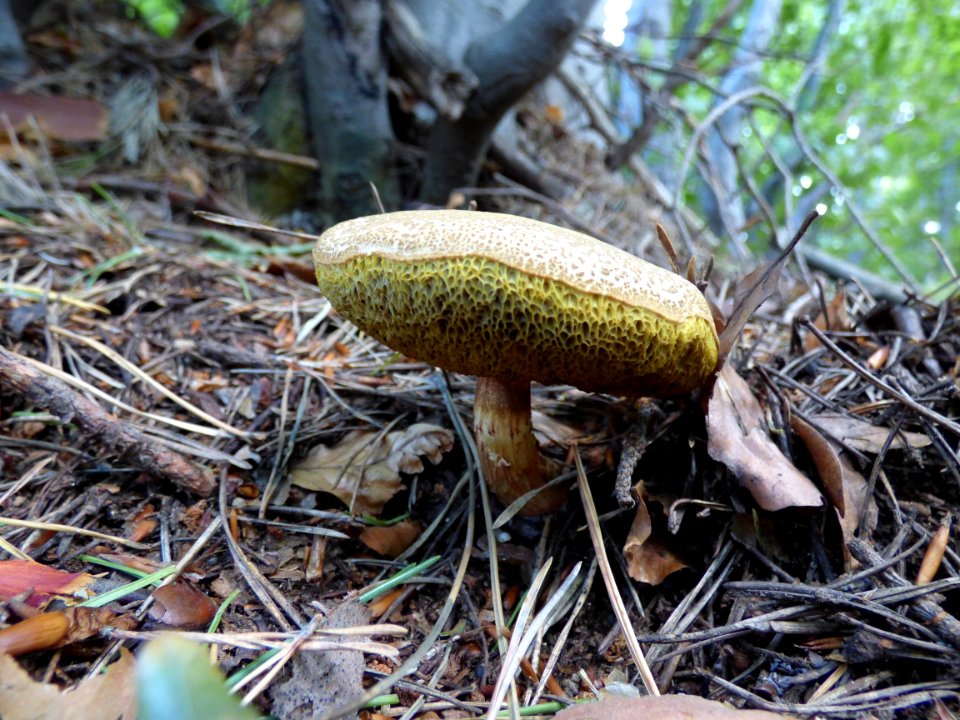 Mushroom, Fungus, Penny Bun, Medicinal Mushroom photo