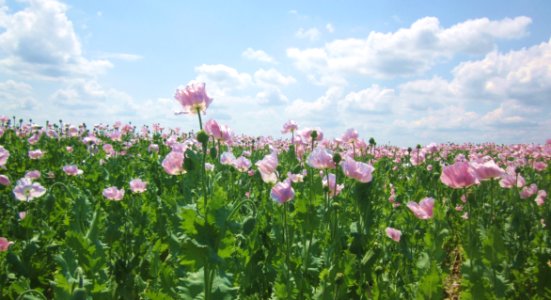 Flower, Field, Plant, Ecosystem