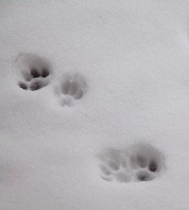 White, Snow, Black And White, Freezing photo