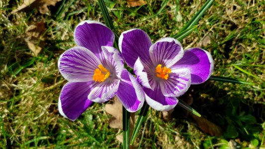 Flower, Flora, Plant, Flowering Plant