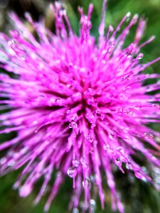 Silybum, Flower, Purple, Thistle photo