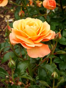 Rose, Rose Family, Flower, Floribunda