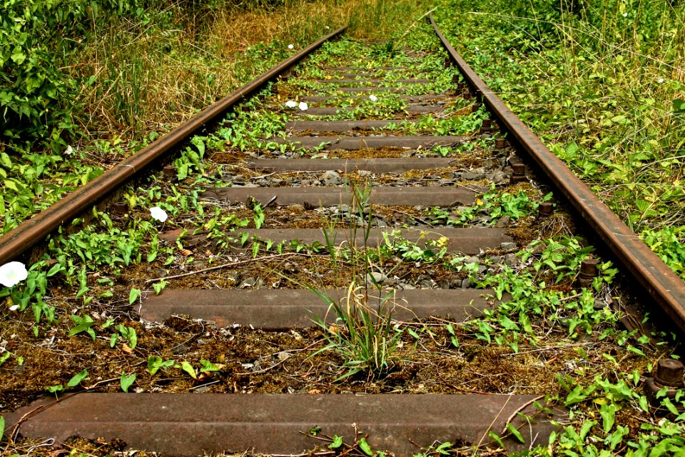 Track, Path, Grass, Soil photo