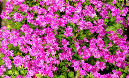 Flower, Plant, Pink, Flowering Plant