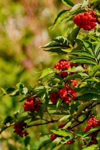 Berry, Plant, Rowan, Heteromeles photo