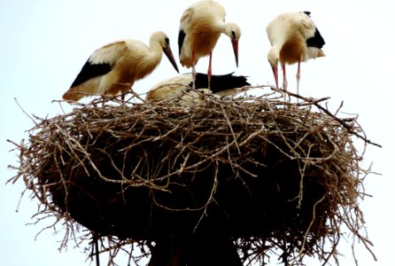 Nest, Bird Nest, Bird, Stork photo