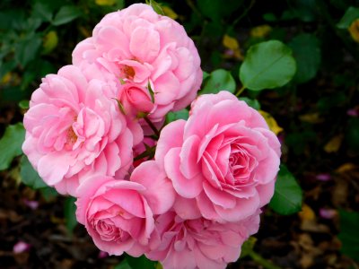 Rose, Flower, Rose Family, Pink
