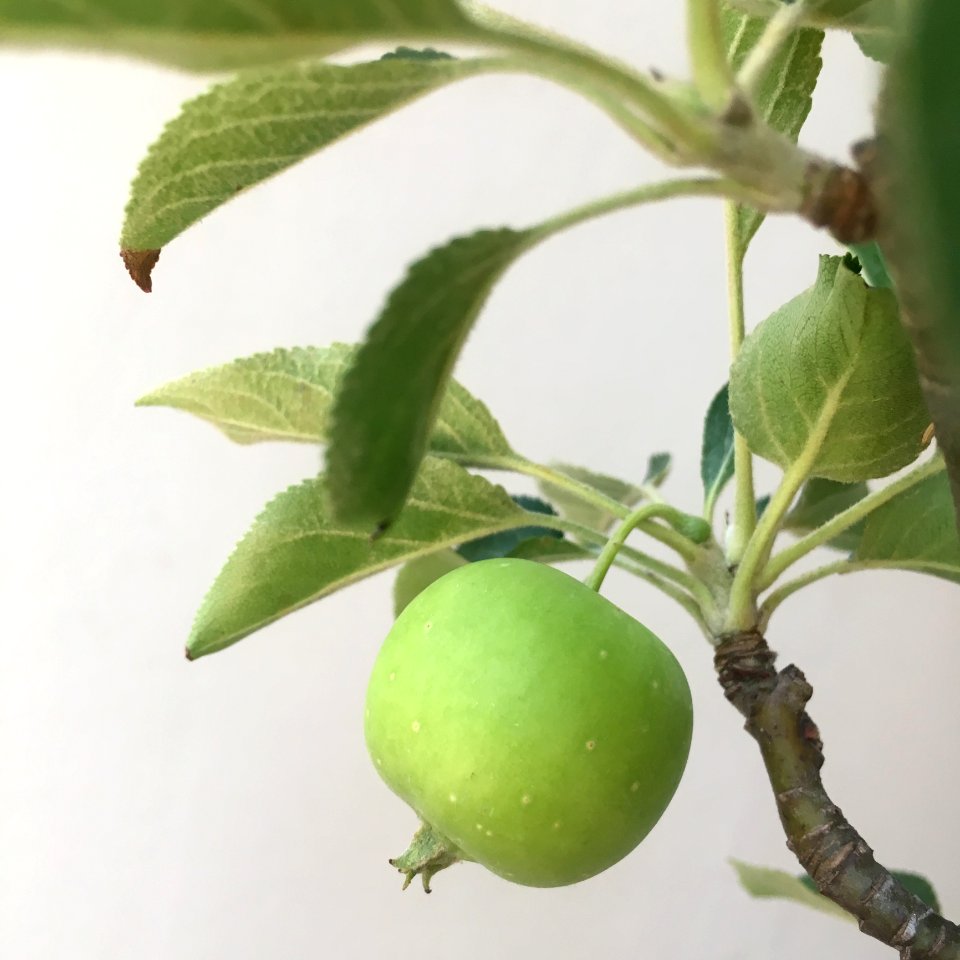 Fruit, Leaf, Plant, Produce