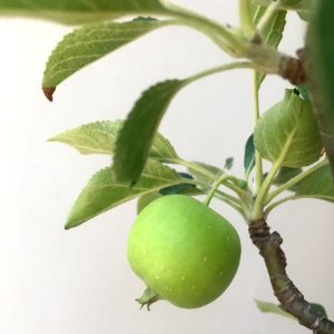 Fruit, Leaf, Plant, Produce