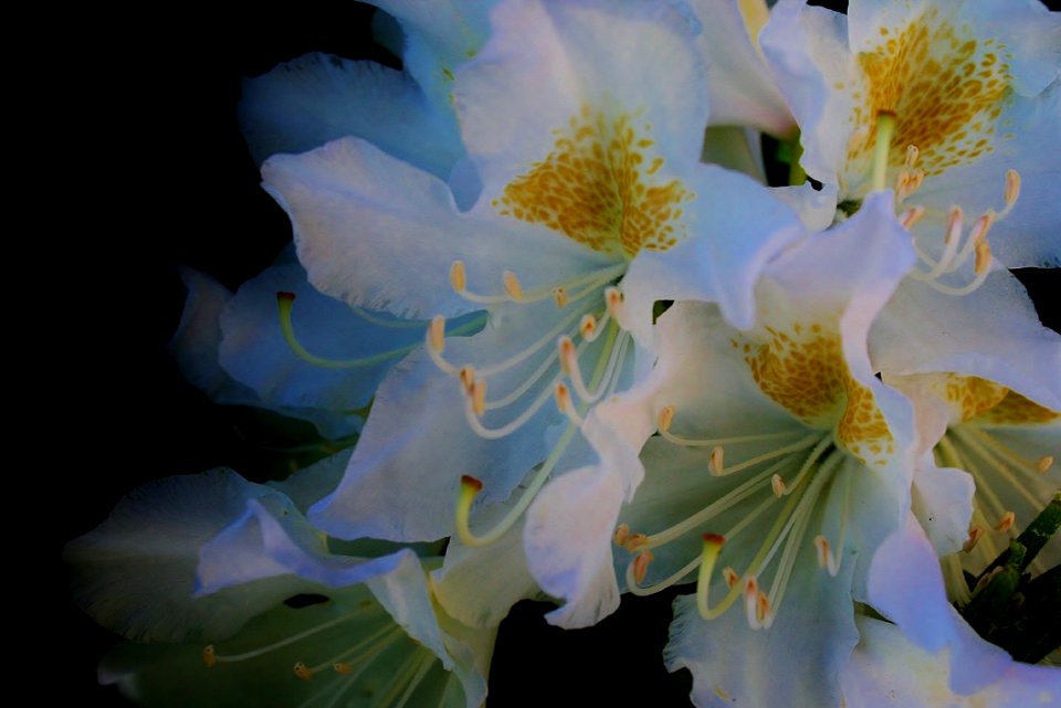 Flower, White, Plant, Flowering Plant