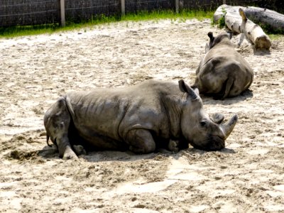 Rhinoceros, Terrestrial Animal, Fauna, Zoo photo