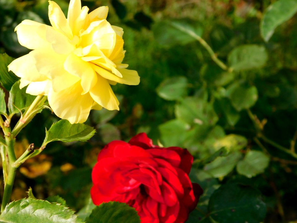 Flower, Rose, Rose Family, Flowering Plant