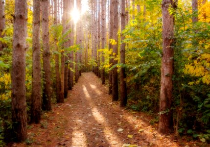 Path, Forest, Ecosystem, Woodland photo