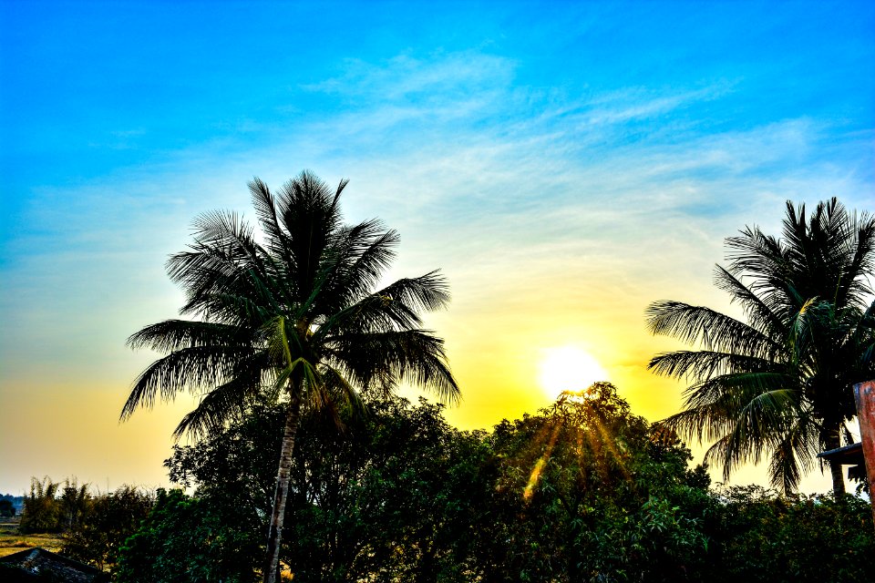 Sky, Nature, Palm Tree, Arecales