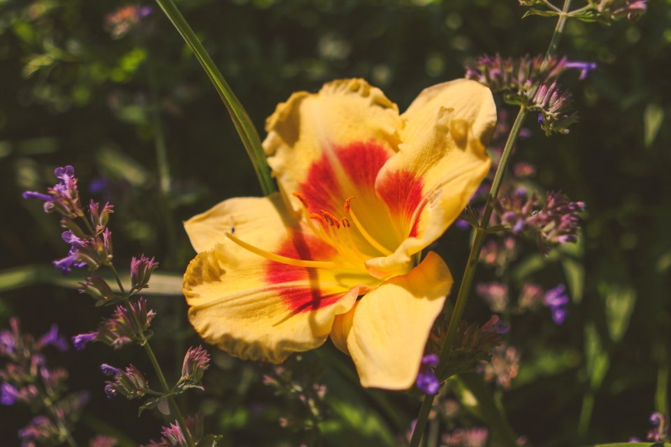 Flower, Flora, Wildflower, Plant