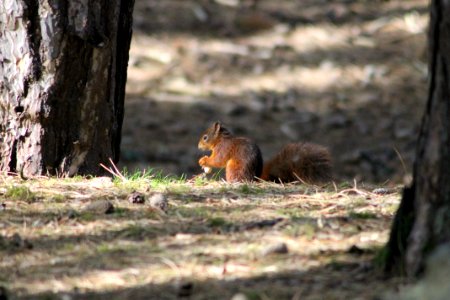 Fauna, Mammal, Squirrel, Wildlife photo
