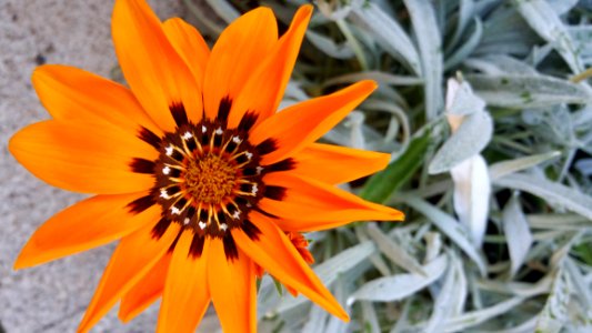 Flower, Flora, Plant, Wildflower
