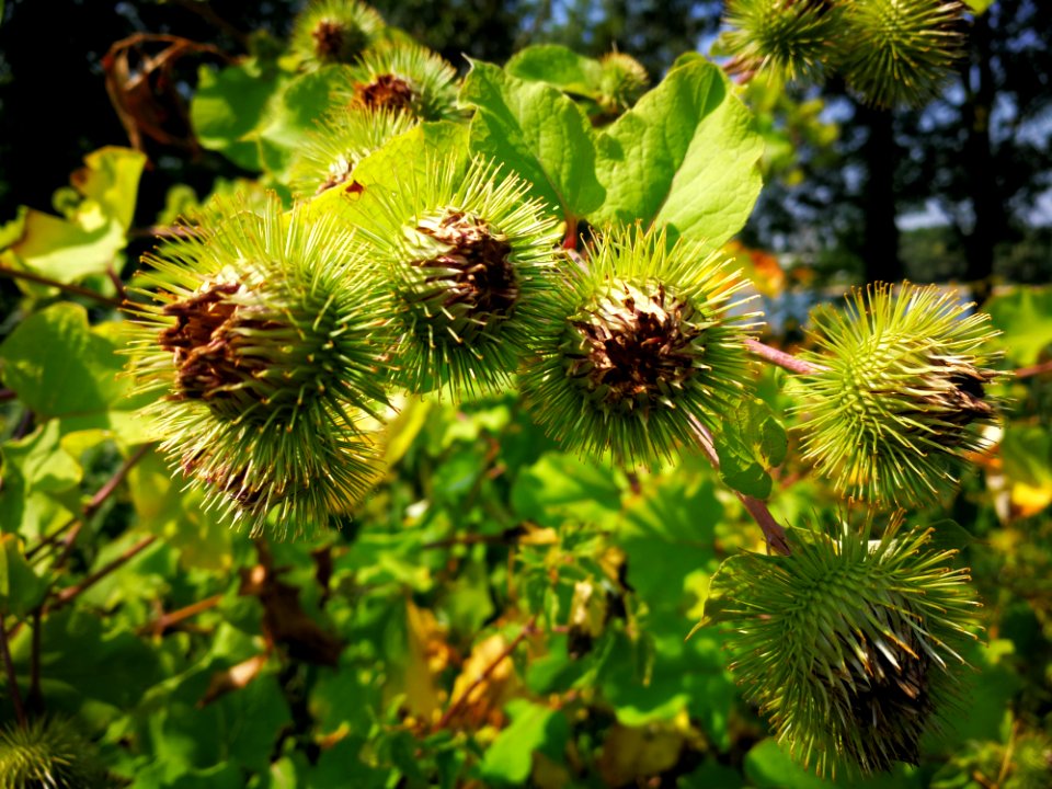 Flora, Plant, Vegetation, Burdock