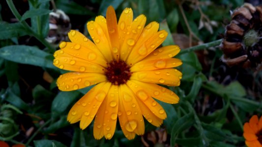 Flower, Flora, Wildflower, Calendula