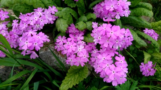 Flower, Plant, Flowering Plant, Flora