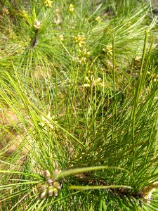 Plant, Ecosystem, Grass, Grass Family
